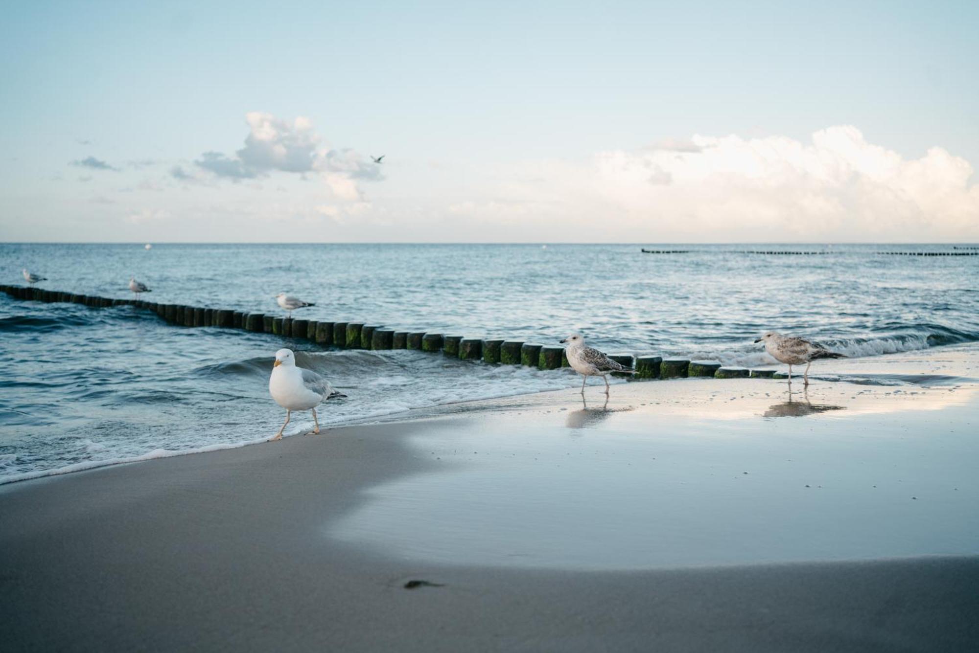 Kamphof Usedom Ferienanlage 洛丁 外观 照片