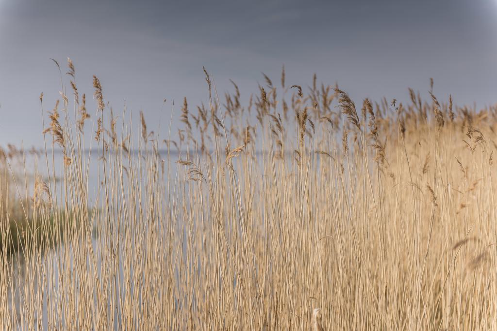 Kamphof Usedom Ferienanlage 洛丁 外观 照片